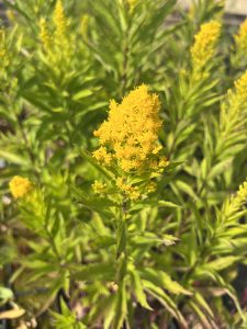 Solidago elongata ‘Bee’s Knees’
