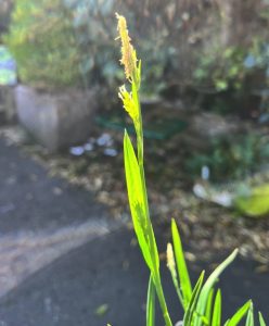 Carex hendersonii