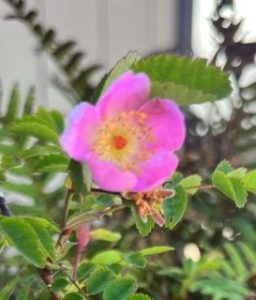 Rosa gymnocarpa var. gymnocarpa