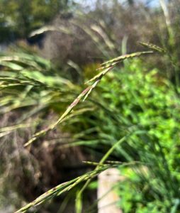 Melica harfordii