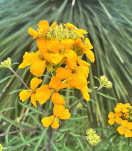 Erysimum capitatum