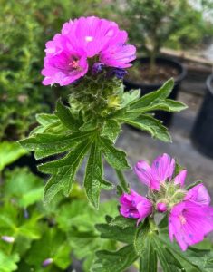 Sidalcea hirtipes