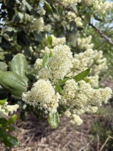 Ceanothus velutinus var. laevigatus