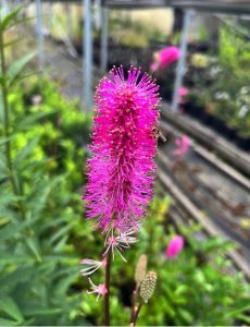 Sanguisorba hupehaensis