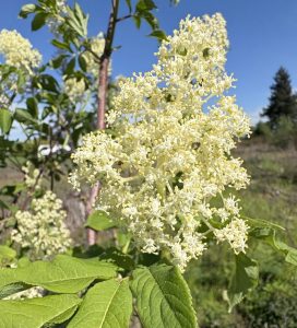 Sambucus racemosum