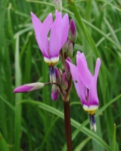 Dodecatheon pulchellum var. macrocarpum