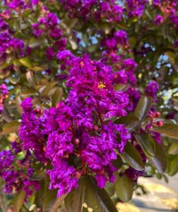 Lagerstroemia indica ‘Portland Purple’