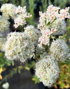 Eriogonum fasciculatum