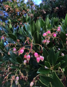 Arbutus unedo ‘Oktoberfest’