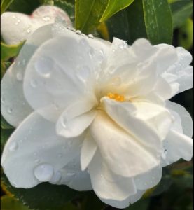Camellia sasanqua ‘Scented Snow’