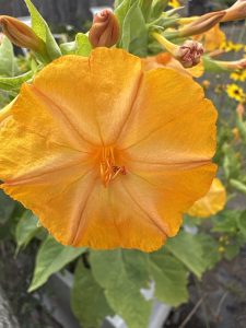 Mirabilis jalapa ‘Orange Flowered Form’