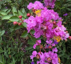 Lagerstroemia indica Lil Pink Boa™