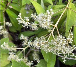 Pileostegia (Hydrangea) viburnoides