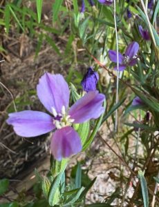 Clarkia purpurea ssp. quadrivulnera