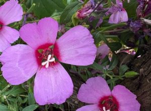 Clarkia rubicundra