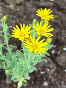 Heterotheca villosa