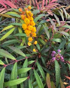 Mahonia euryobracteata ‘Narihira’
