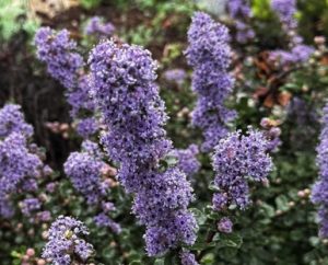 Ceanothus maritimus ‘Valley Violet’