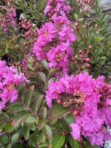 Lagerstroemia indica ‘Early Purple’