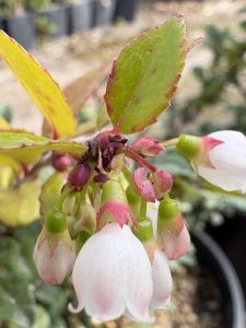 Vaccinium ovatum ‘Boldy’