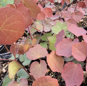 Vancouveria hexandra ‘Xera Wine’