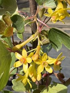 Ribes aureum