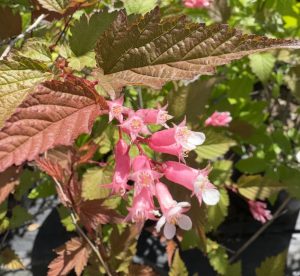 Neillia thibetica