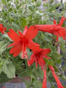 Epilobium (Zauschneria) canum latifolia ‘Illy’