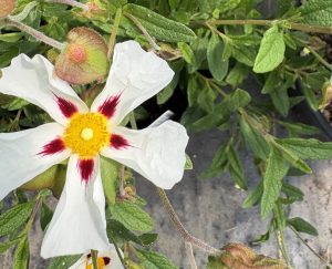 Cistus x ‘Gordon Cooper’