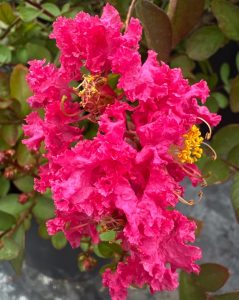 Lagerstroemia indica Pinky Pinkerton™