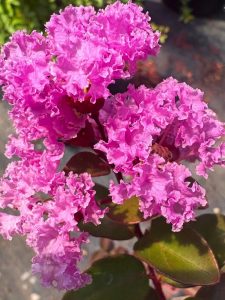Lagerstroemia indica Loowit Lavender™