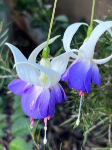 Fuchsia ‘Delta’s Sarah’