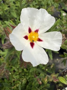 Cistus x ‘Christopher Gable’