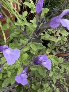 Salvia microphylla ‘So Cool, Pale Blue’
