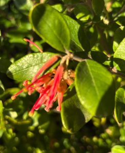 Grevillea miqueliana var. moroka ‘Xera ‘s Little Leaf Upright’