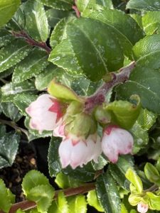 Vaccinium ovatum ‘Tillamook Formal’