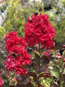 Lagerstroemia indica ‘Dallas Red’