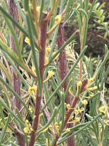 Hakea nodosa