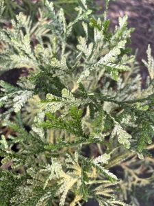 Thujopsis dolobrata ‘Nana Variegata’