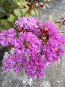 Lagerstroemia indica Lil Purpura™