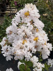 Lagerstroemia indica Lil Blanco™