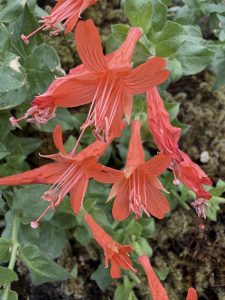 Epilobium (Zauschneria) canum ‘Green Wall’