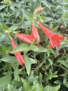 Epilobium (Zauschneria) canum ‘Horse Sign’