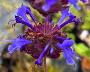 Salvia x ‘Celestial Blue’