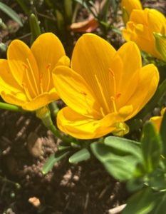 Sternbergia lutea