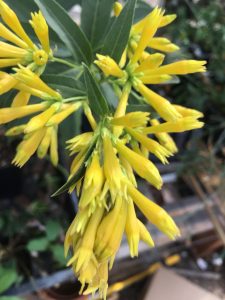 Cestrum parqui